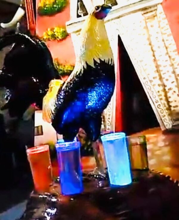 Gallo PortaShots